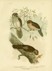 Chouette-Engoulevent à ventre blanc ou Hibou de nuit, 1891